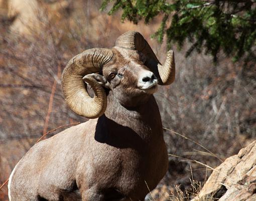 A few new bighorns.-img_2884_edited-1.jpg