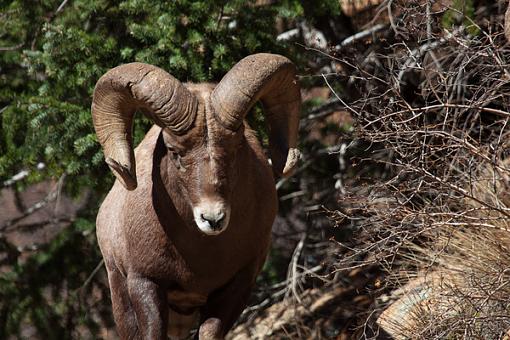 A few new bighorns.-img_2895_edited-2.jpg