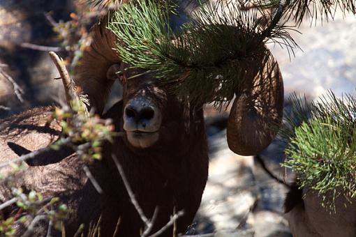 A few new bighorns.-img_2927_edited-3.jpg