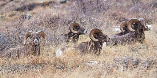 A few new bighorns.-img_3313_edited-3.jpg