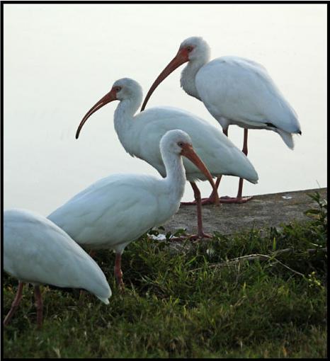 White Ibis-whiteibis.jpg