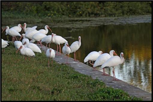 White Ibis-whiteibis2.jpg