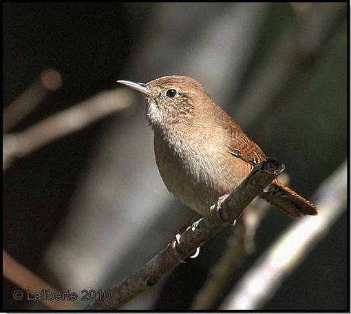 House wren-howr.jpg