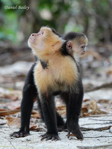 Capuchin Monkey-dsc_0236.jpg