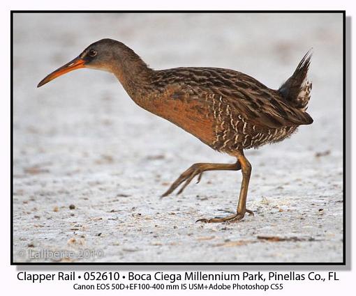 Clapper Rails-img_0845ptlblds.jpg