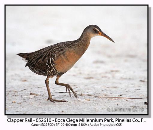 Clapper Rails-img_0875ptlblds.jpg