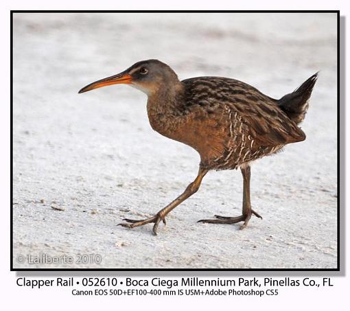 Clapper Rails-img_0947ptlblds.jpg