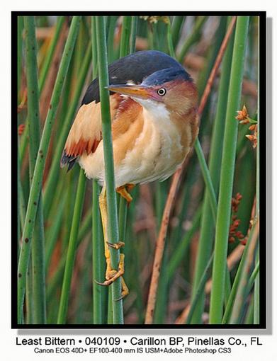 Least Bittern-img_0056ptlblds.jpg