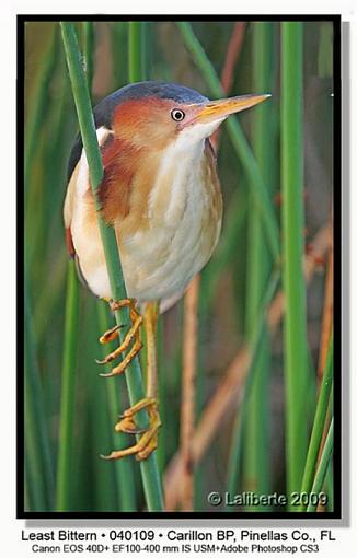 Least Bittern-img_0188xptlblds.jpg