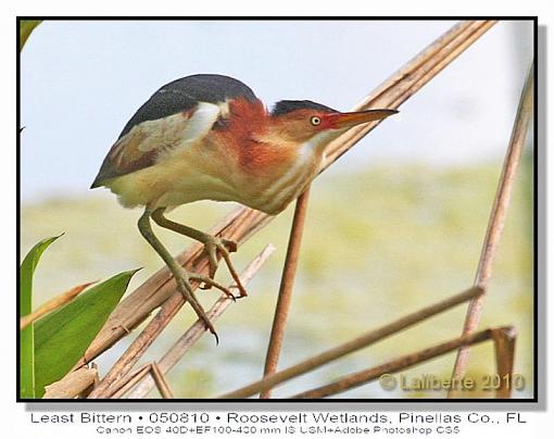 Least Bittern-img_8030ptlblds2.jpg