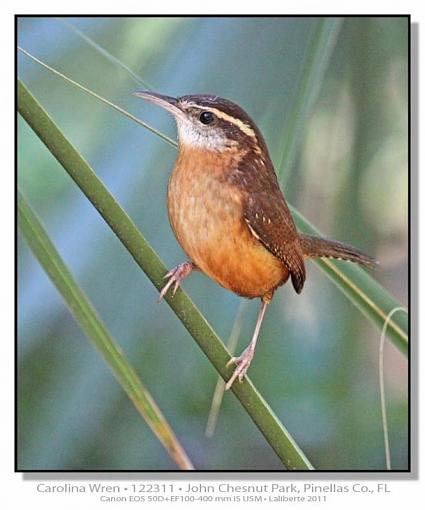 Carolina Wren-img_4094ptlblds.jpg