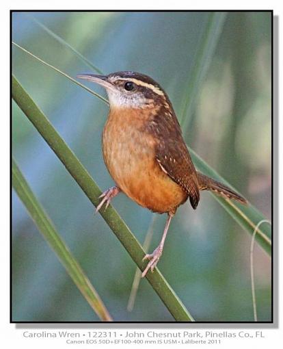 Carolina Wren-img_4095ptlblds.jpg