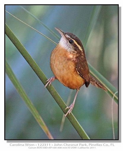 Carolina Wren-img_4097ptlblds.jpg