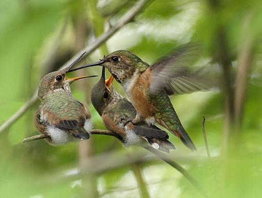 Favourite Image of 2011-momhummerwbabies03.jpg