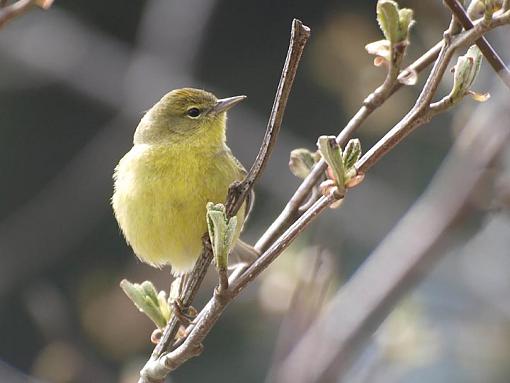 My Best of 2011-ocwarbler06.jpg