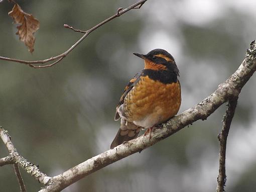 My Best of 2011-variedthrush03.jpg