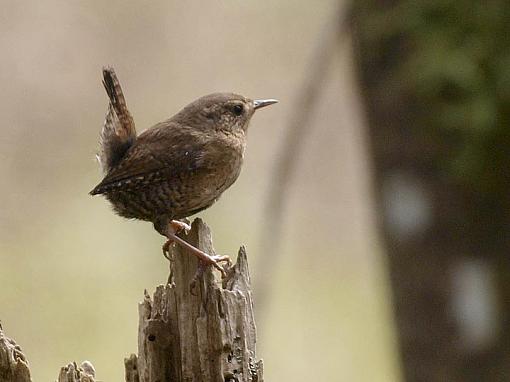 My Best of 2011-winterwren03.jpg