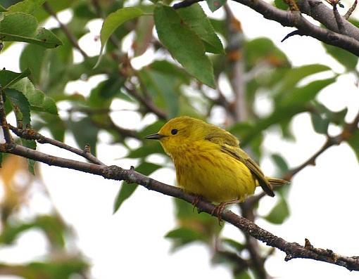 My Best of 2011-yellowwarbler03.jpg