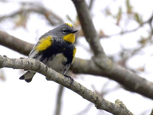 My Best of 2011-yrwarbler08.jpg