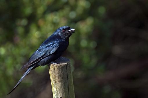 Fork Tailed Drongo-frk-tld-drngo-dsc00219.jpg