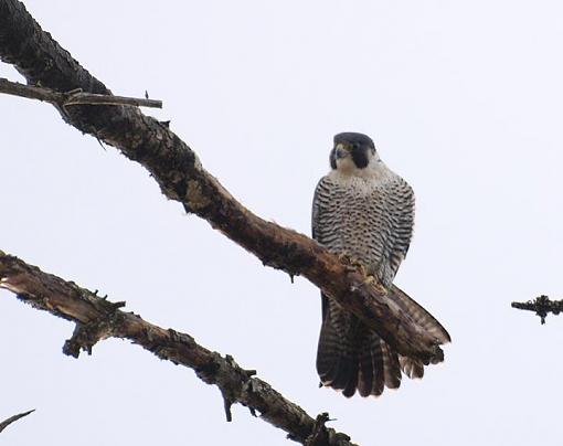 Peregrine Falcon-peregrine0.jpg