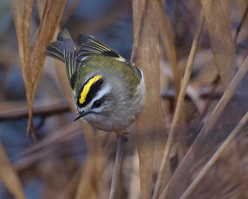 Gold Crowned Kinglets-gckinglet02.jpg