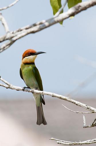 Malaysian bird-aaadsc_0158jpg.jpg