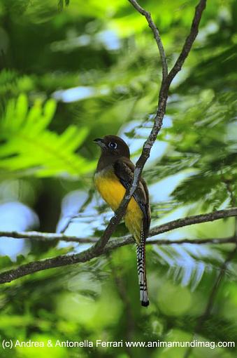 Trogon-_dsc2694-copy.jpg