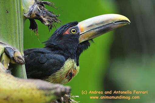 Collared Aracari-_dsc7353-copy.jpg