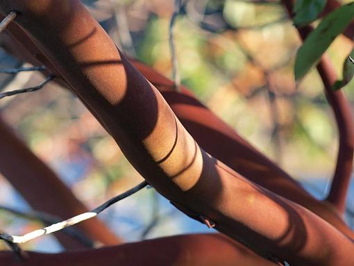 Arbutus Shadows-arbutus.jpg