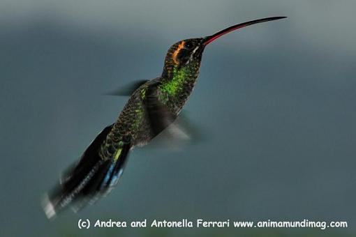 Hummingbird on the wing-391345_201341076610444_100002036604112_445551_1630229518_n.jpg