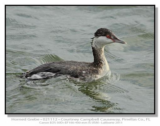 Horned Grebe-img_8311ptlblds.jpg