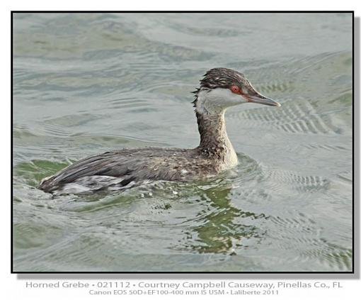 Horned Grebe-img_8313ptlblds.jpg