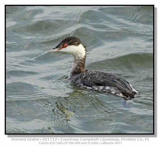 Horned Grebe-img_8379ptlblds.jpg