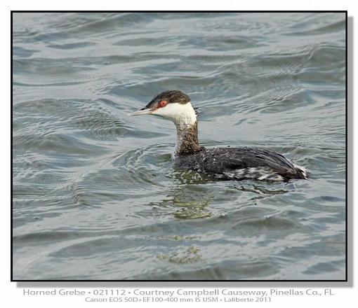 Horned Grebe-img_8381ptlblds-2-.jpg