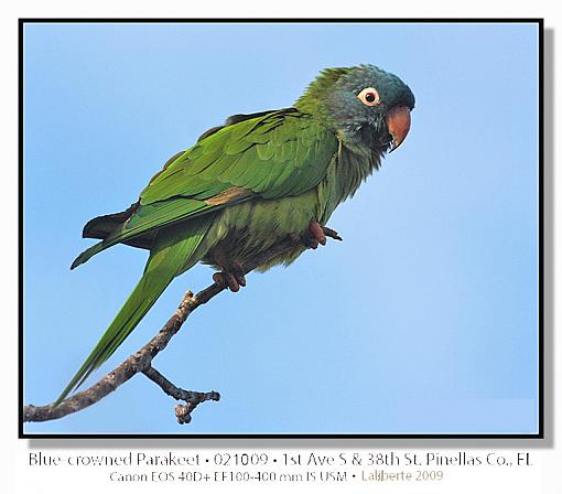 Blue-crowned Parakeet-img_4023ptlblds.jpg