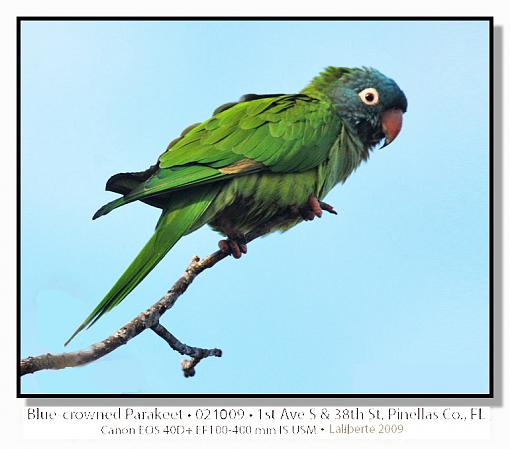 Blue-crowned Parakeet-img_4028ptlblds.jpg