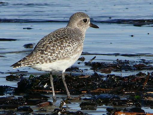 Have you ever seen a Plover scowl?-blackbelliedplover23xxx.jpg