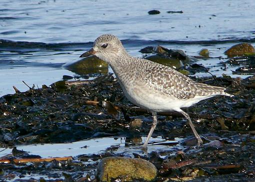 Have you ever seen a Plover scowl?-p1190506.jpg