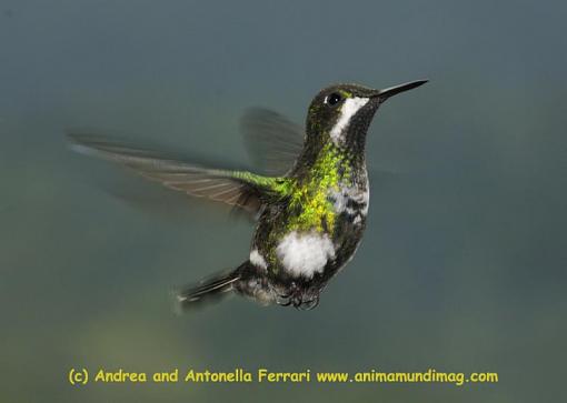 Hummingbird on the wing-_dsc1199-copy.jpg