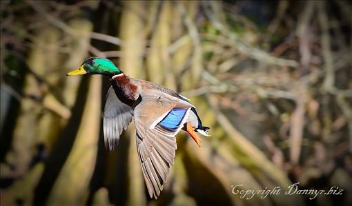 Mallard fly by-untitled-244.jpg