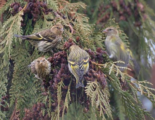 Pine Siskins-pinesiskins0.jpg