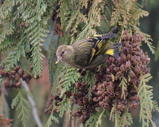 Pine Siskins-siskin01.jpg