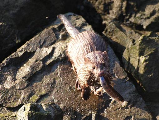 Mink with Dinner-minkb.jpg