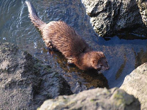 Mink with Dinner-mink0.jpg