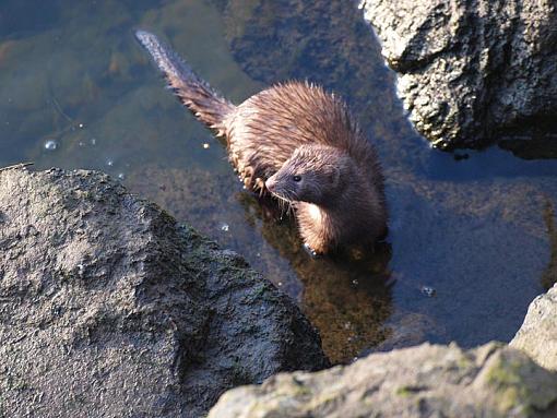 Mink with Dinner-mink02.jpg