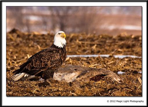 Eagles feeding on carrion-_mg_7806.jpg