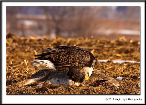 Eagles feeding on carrion-_mg_7768.jpg