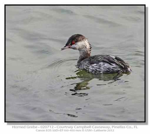 Horned Grebe-img_2209ptlblds.jpg