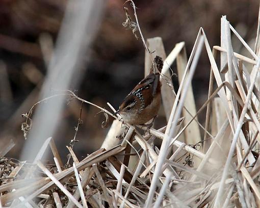 Winter 2012 bird ID thread-0668w.jpg